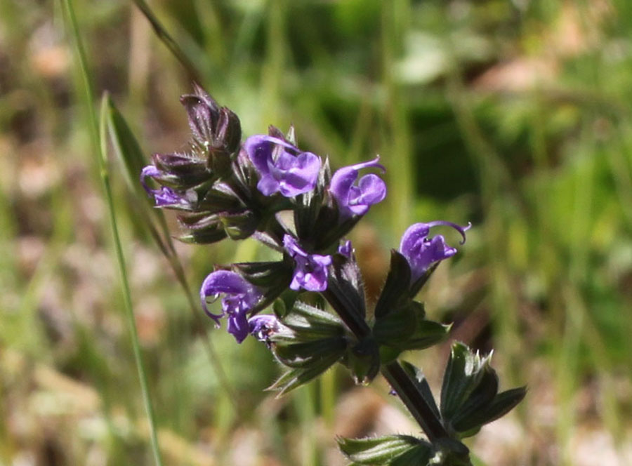 bosco misto 20 - Salvia verbenaca